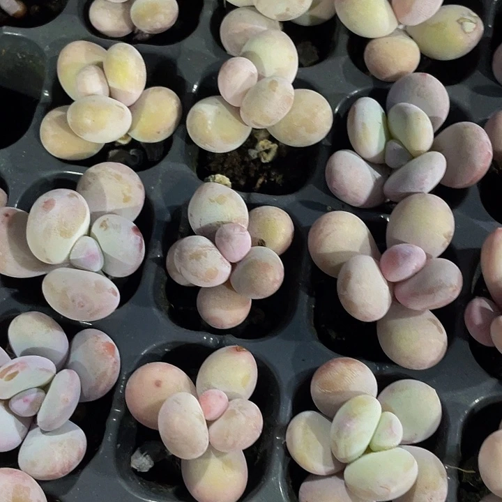 小奶豆1.5带土发