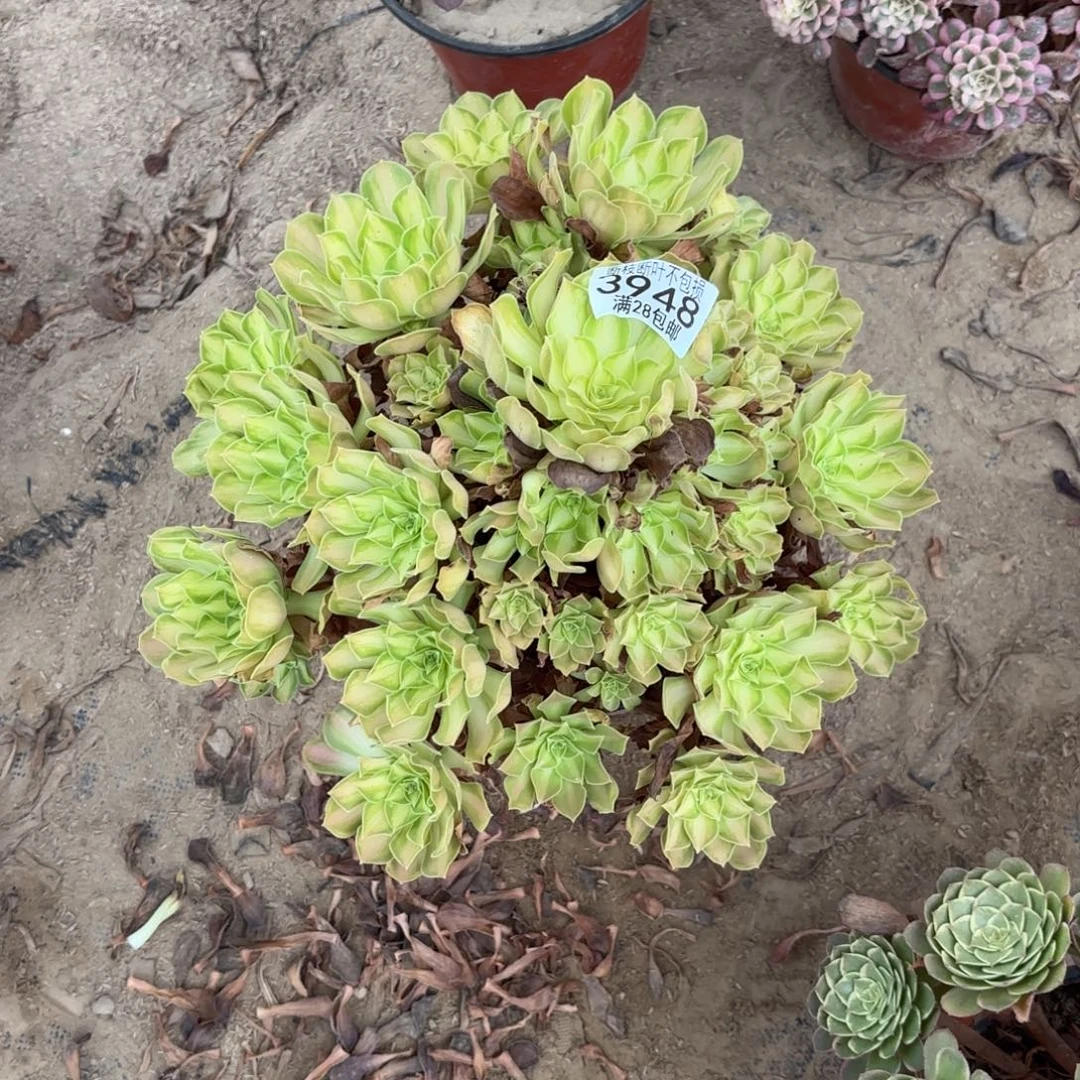 封***答Q 3948韶华多肉1226666