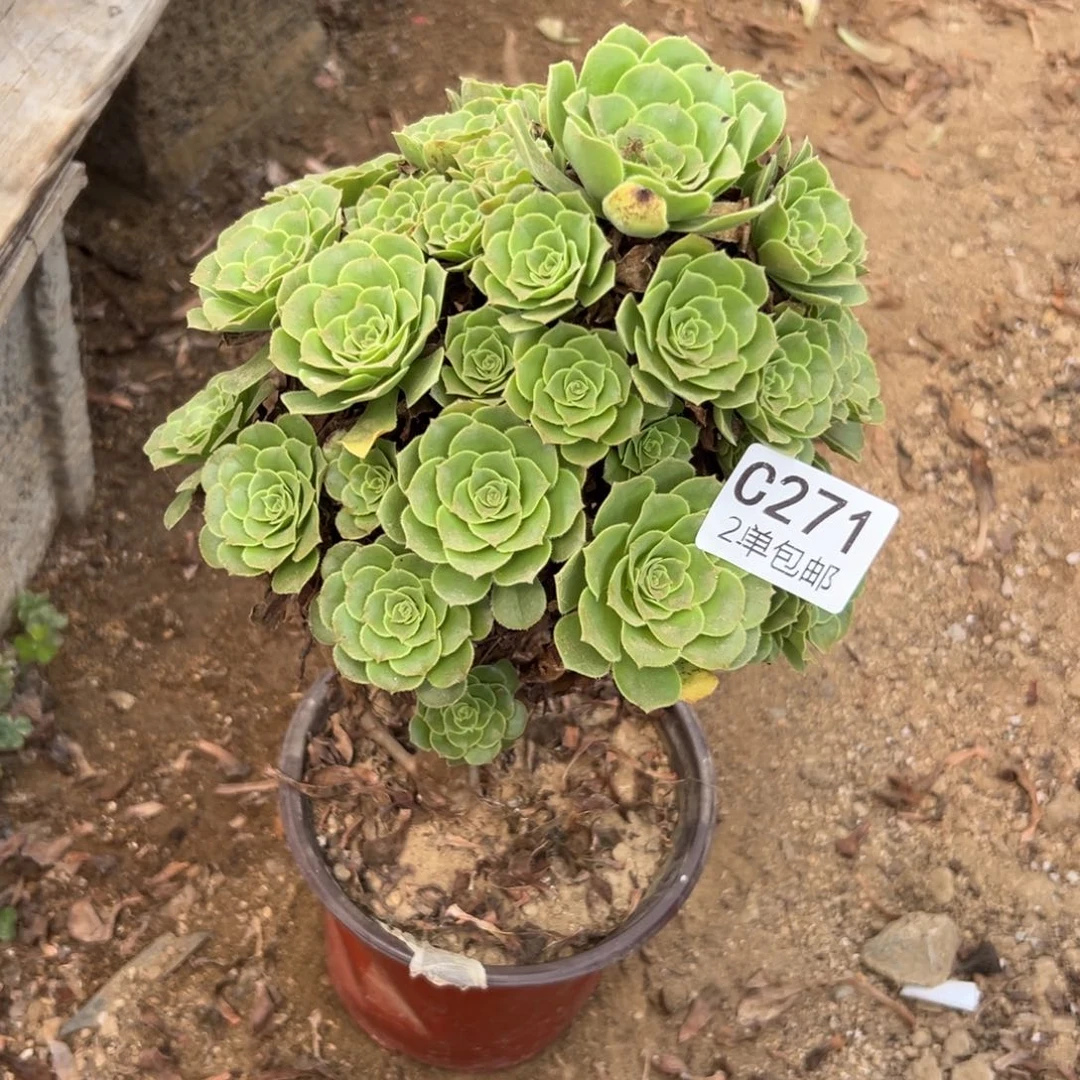271多肉 绿玫瑰 庄子弯些福利
