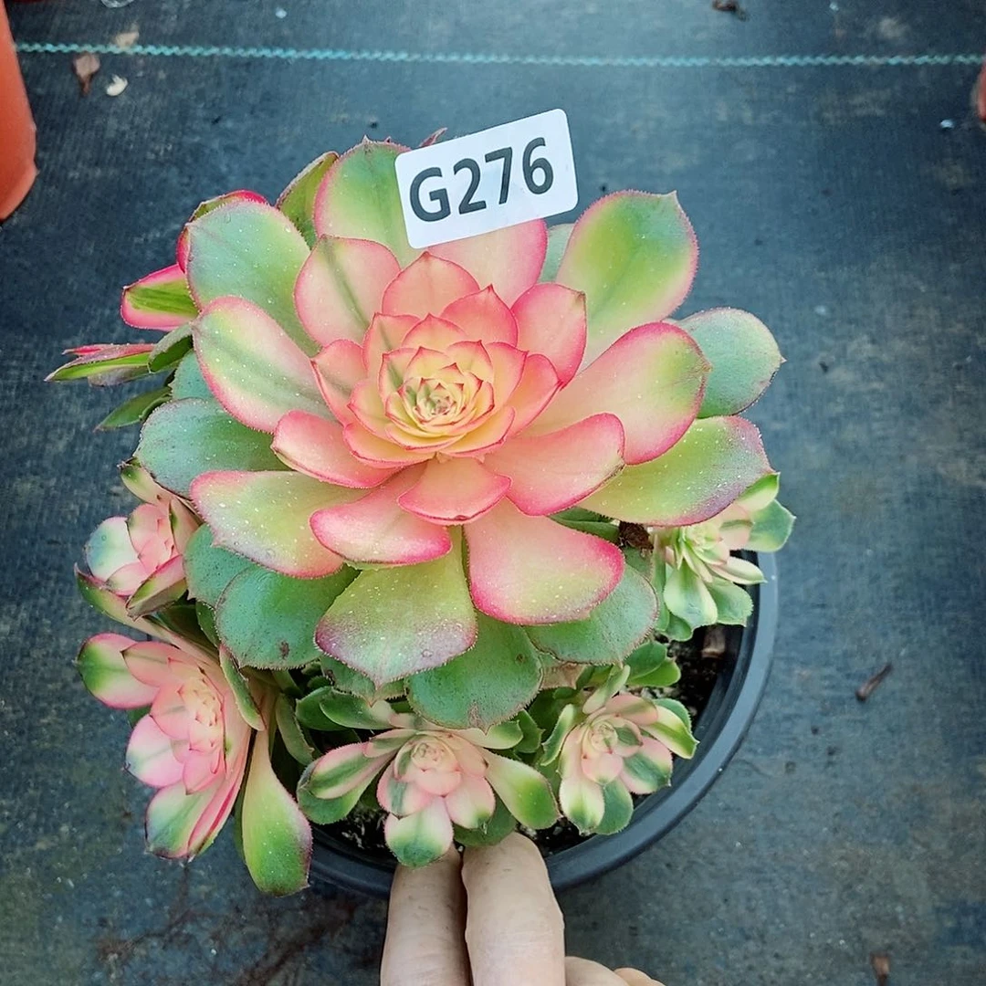 红陶276荔枝3冠服15