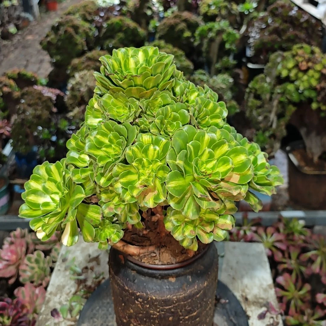 翡翠琉璃一物一拍