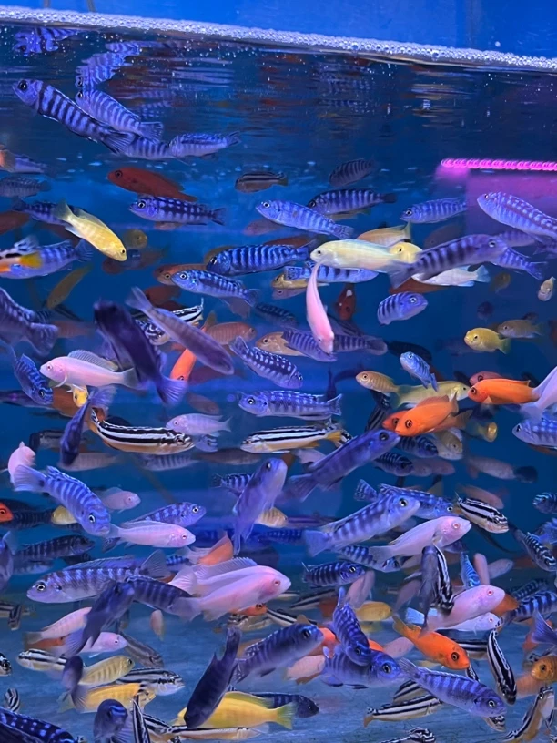 鲷鱼小型热带观赏鱼好养耐活淡水鱼适合新手