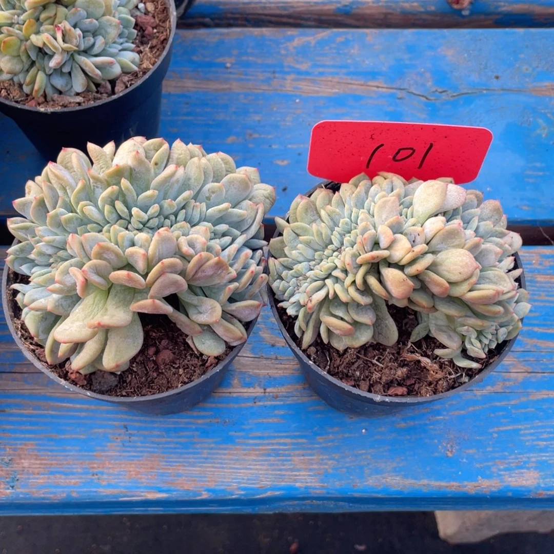 石榴子星影缀化两个101