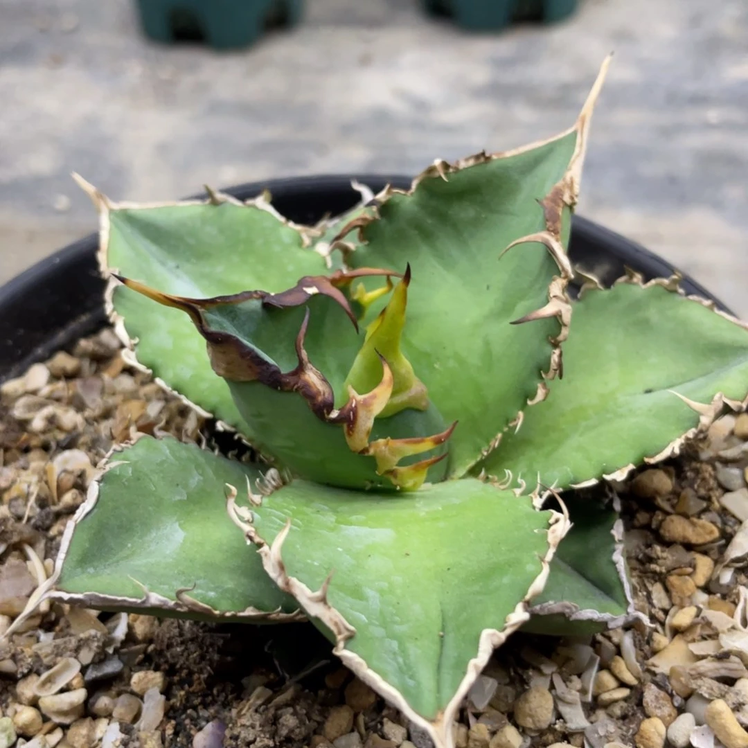 【闪购商品】绿幽灵。