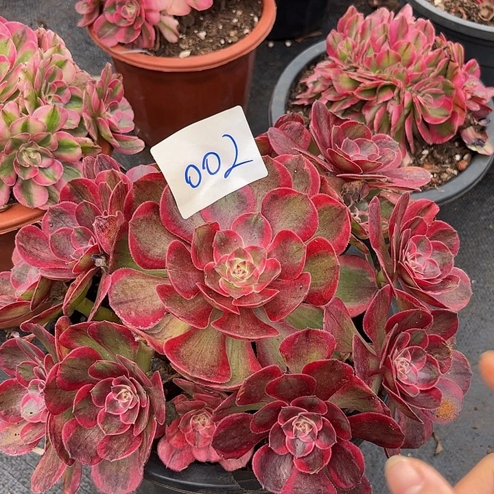 002云荷朵朵无根发货不包断枝