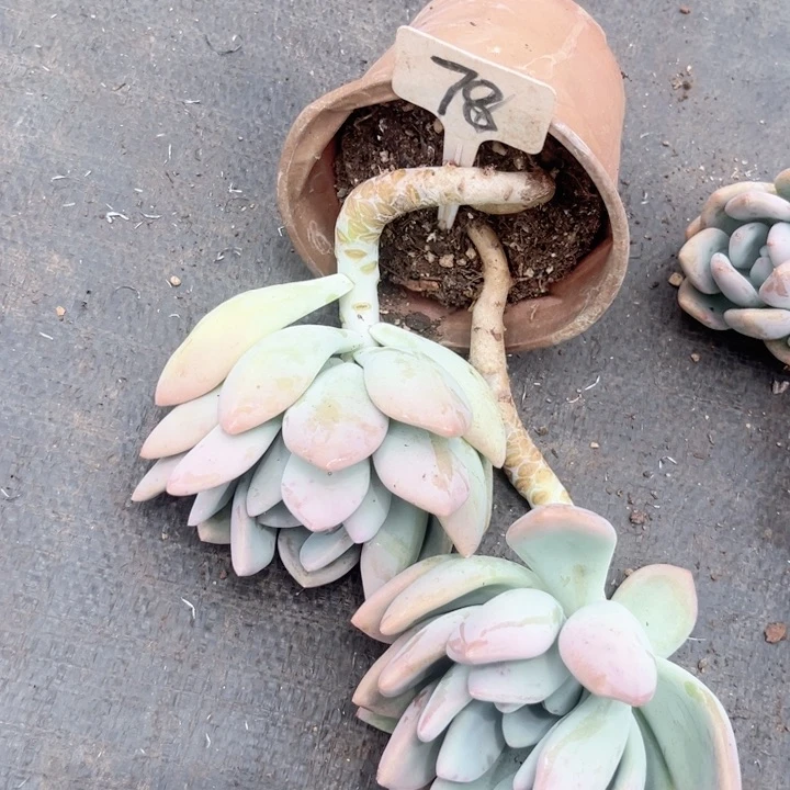 晨语多肉，一物一拍奥普78