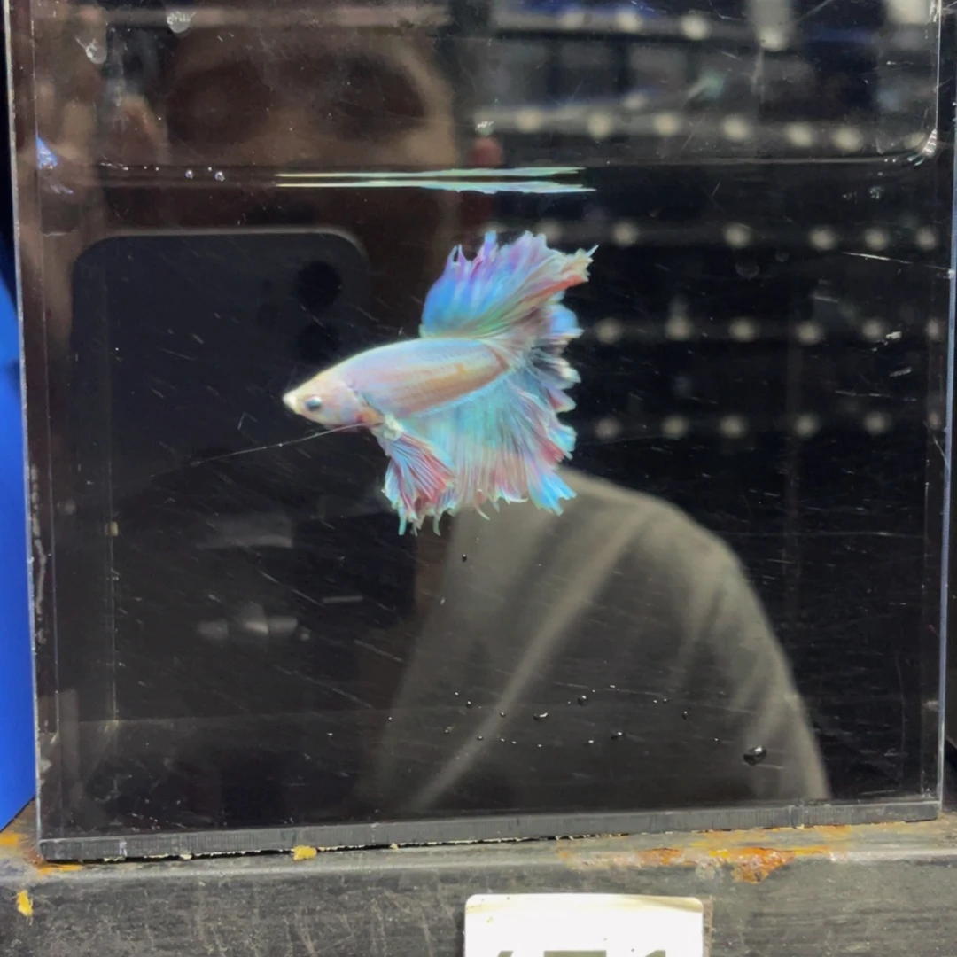 水母哈哈啊哈哈哈471