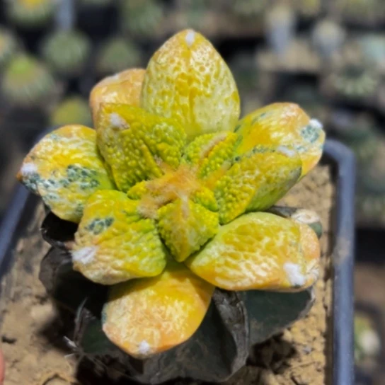 无花朵福利红锦大尤哥斯拉牡丹839