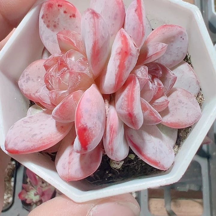 星星珍妮精品多肉植物