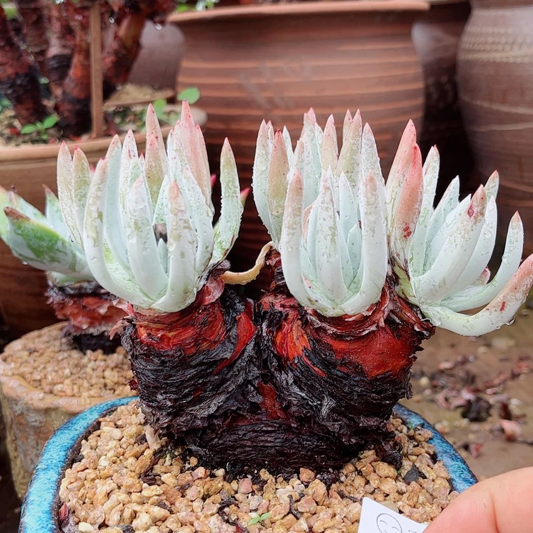 3288海瑟仙女杯多肉