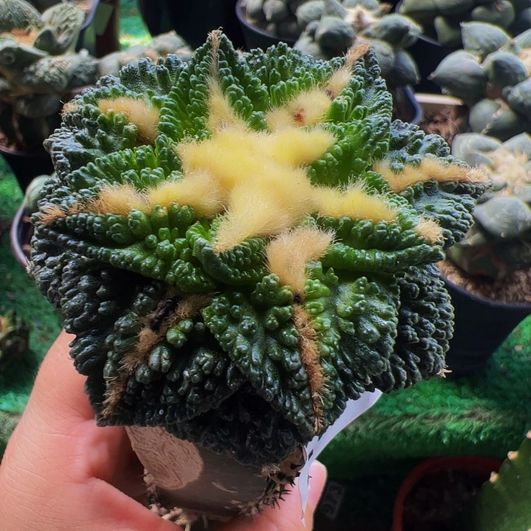 无花朵龟甲辛顿牡丹247