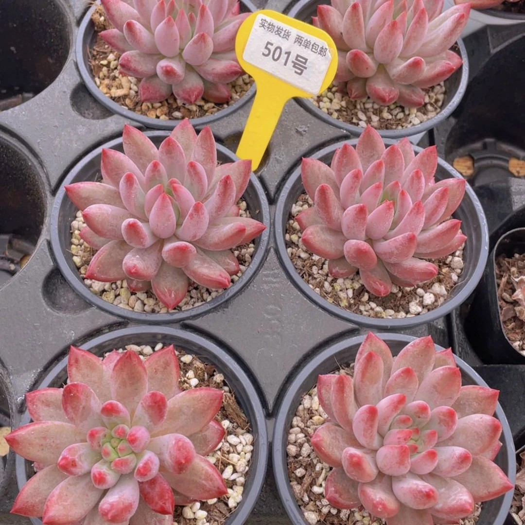 501号 虞美人单头一个