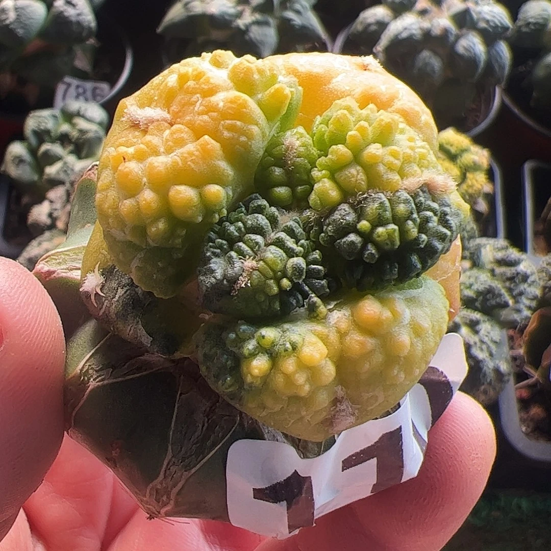 无花朵福利大尤龟甲牡丹锦110