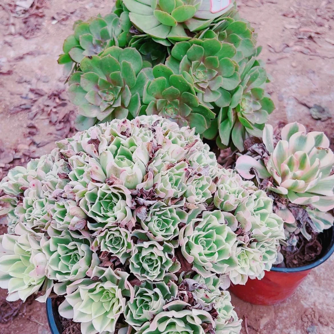 【闪购商品】无花朵张*多13号套餐2颗多肉植物送女巫