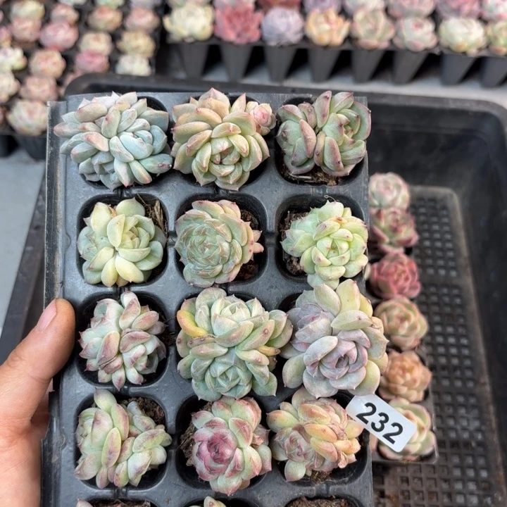 糖***子精品直播一单包邮232