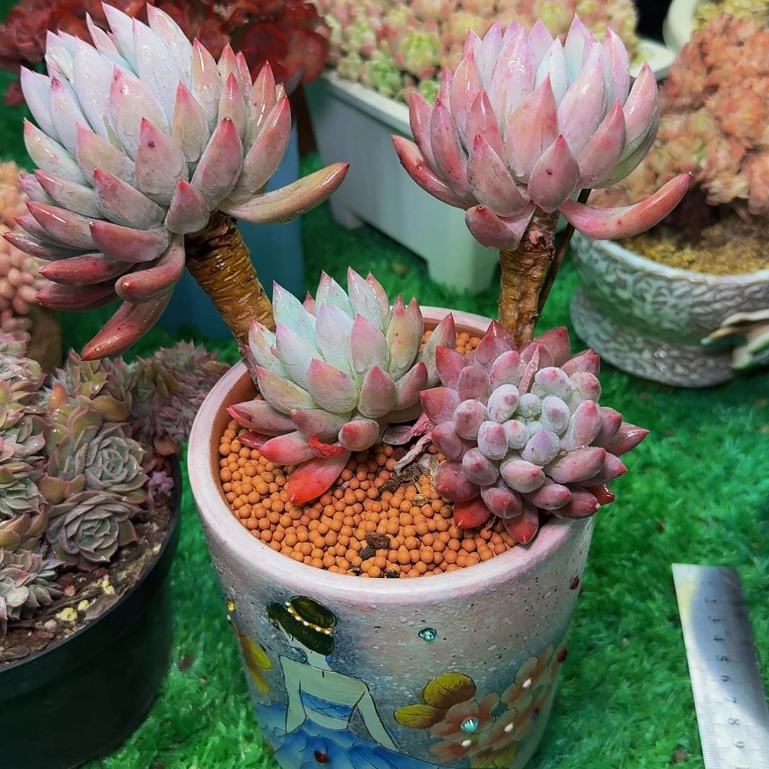 菌****鸡多肉植物不带盆发货