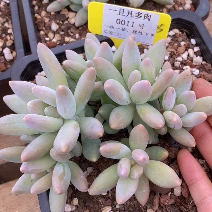 是因为她没有那么坚强