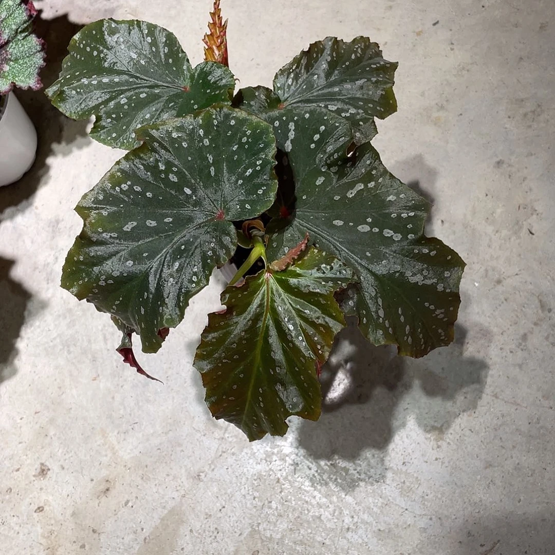 无花朵珍妮琼斯秋海棠