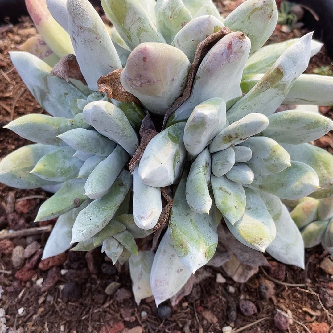 拇指多头老桩10006