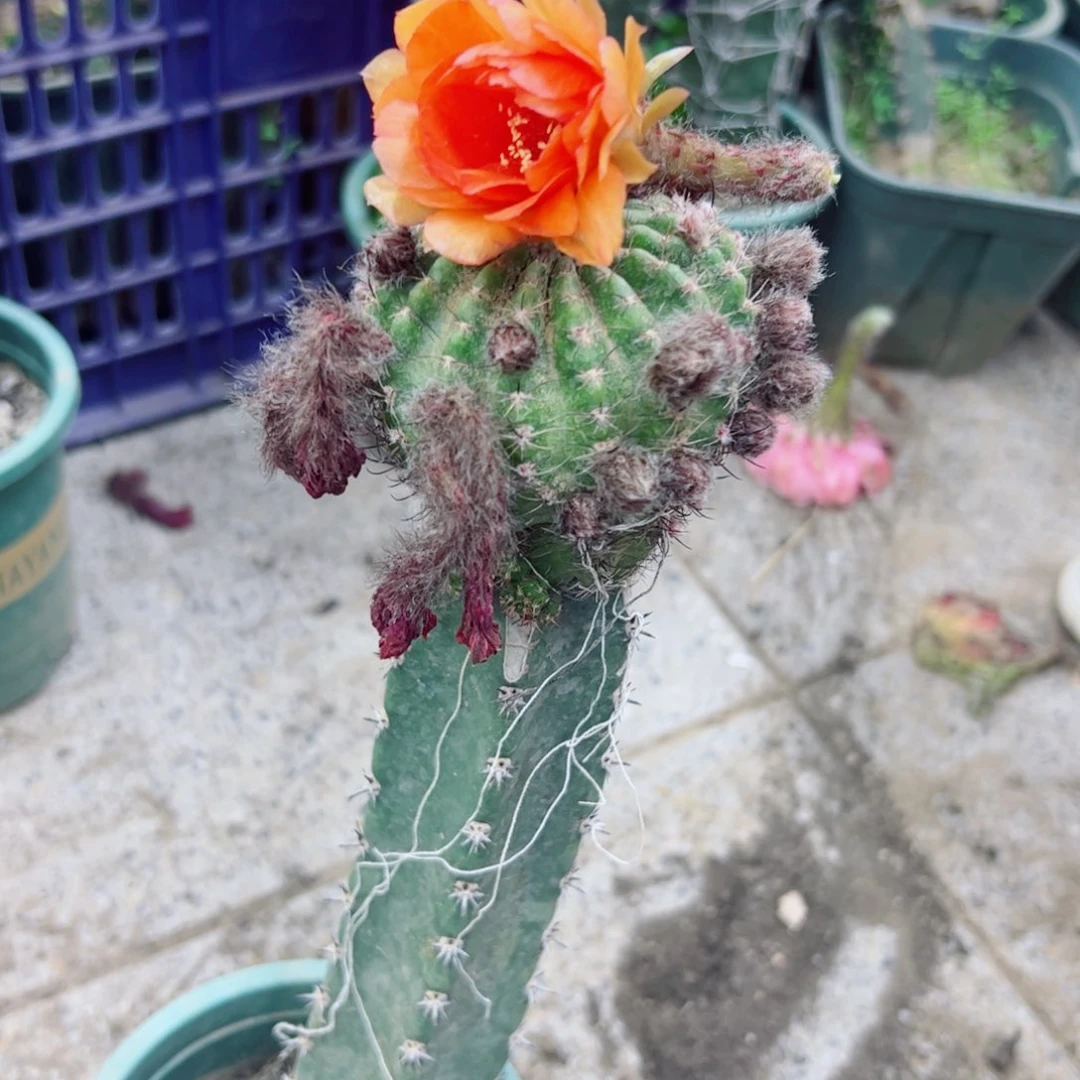 下170嫁接丽花斑点歪掰花脱土发货20包邮