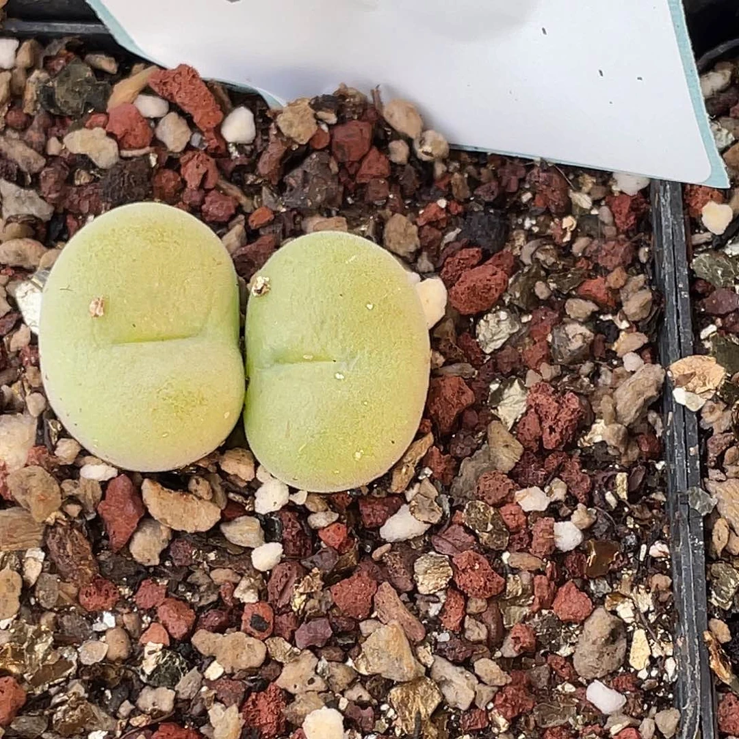 轻***衣20-107肉锥多肉植物