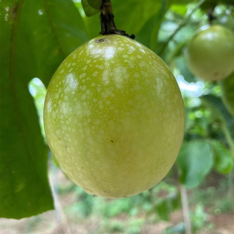 黄金钦蜜九号百香果嫁接苗，果甜产量高，容易种植