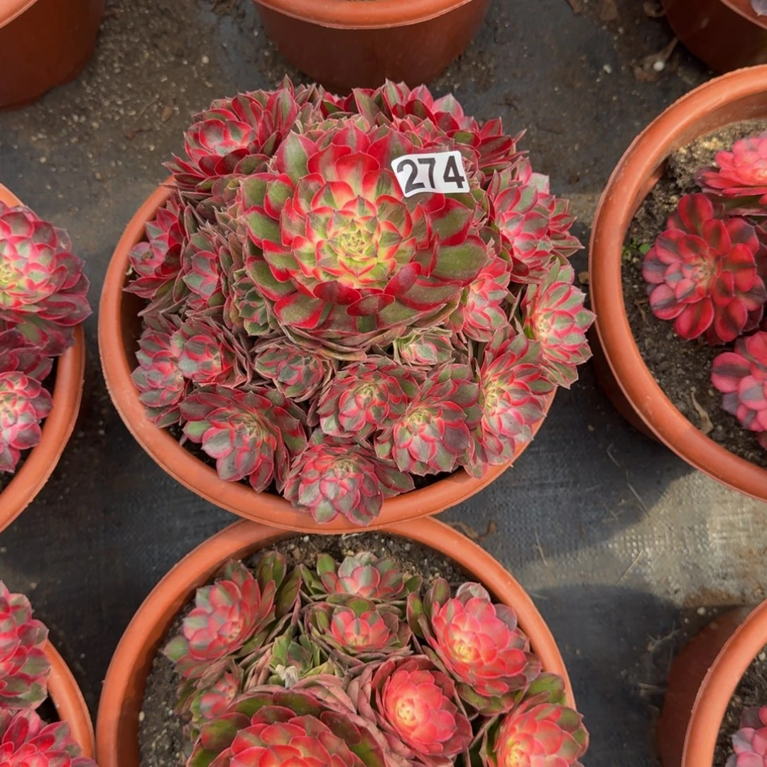 女***氓274多肉植物赤子心