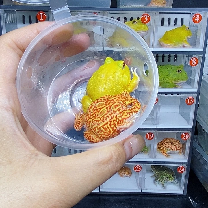 特价秒杀蛙蛙啦！