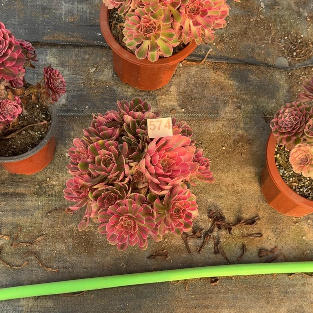 574男神半木质桩桩