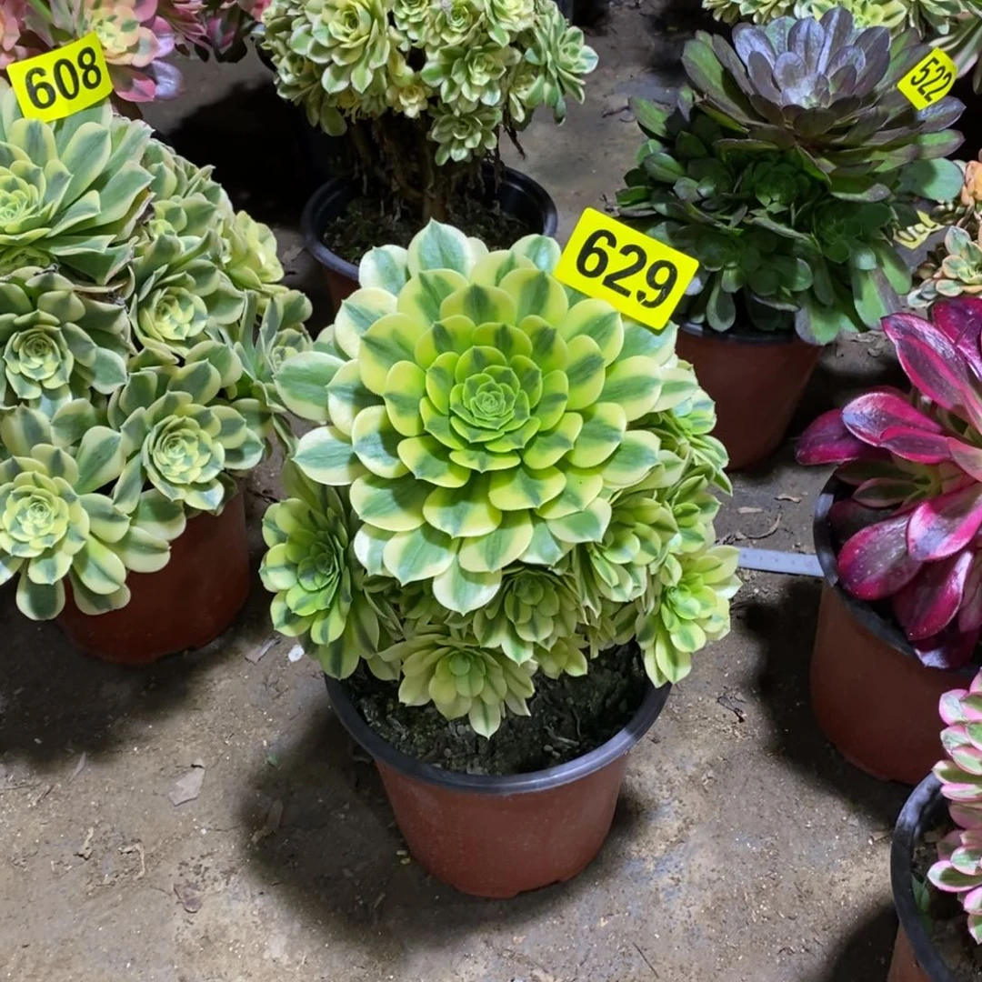 意*意金丝翡翠多肉法师629