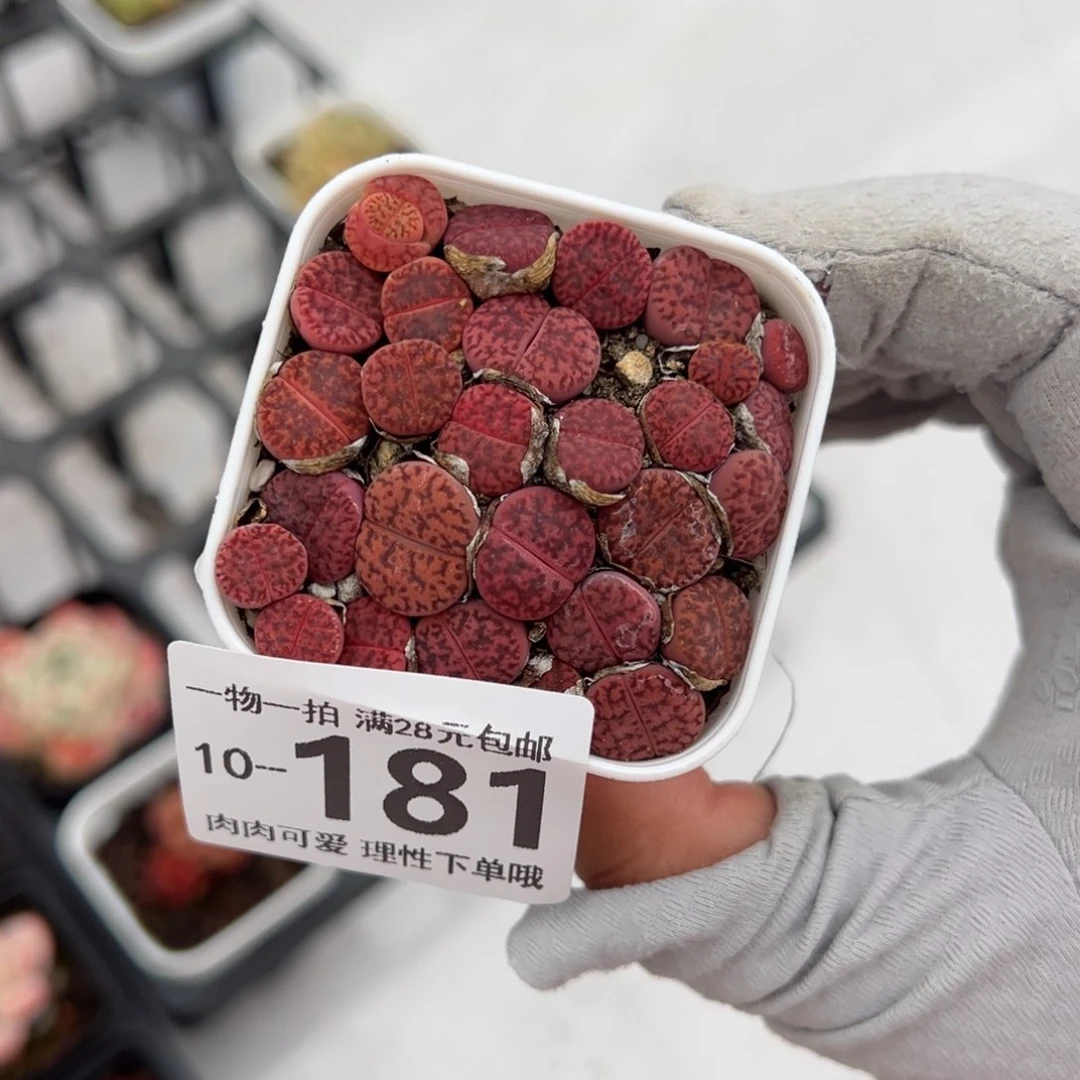 生石花多肉多肉多肉多肉