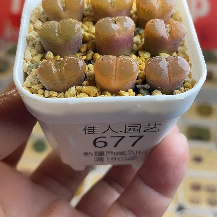 佳人园艺多肉生石花风铃677