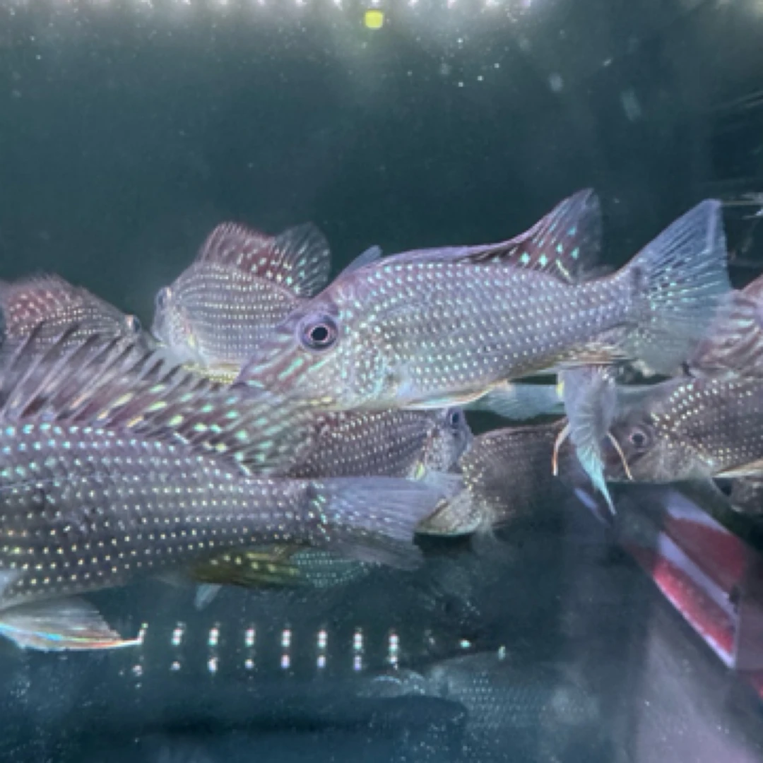 明天甄选｜稀有蓝颊马面关刀淡水鱼观赏鱼性格温顺热带鱼