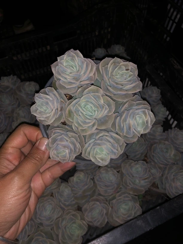 伪群可爱玫瑰多肉植物 全场满12.9包邮不满到付