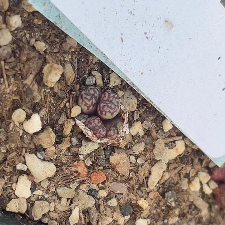 11-172肉锥多肉植物