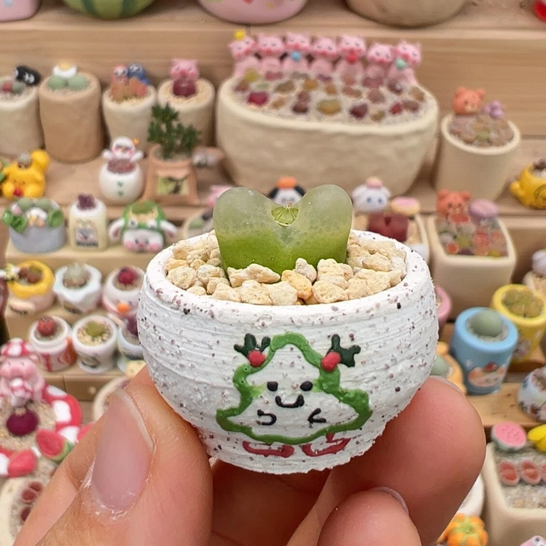 多肉植物56号拇指盆