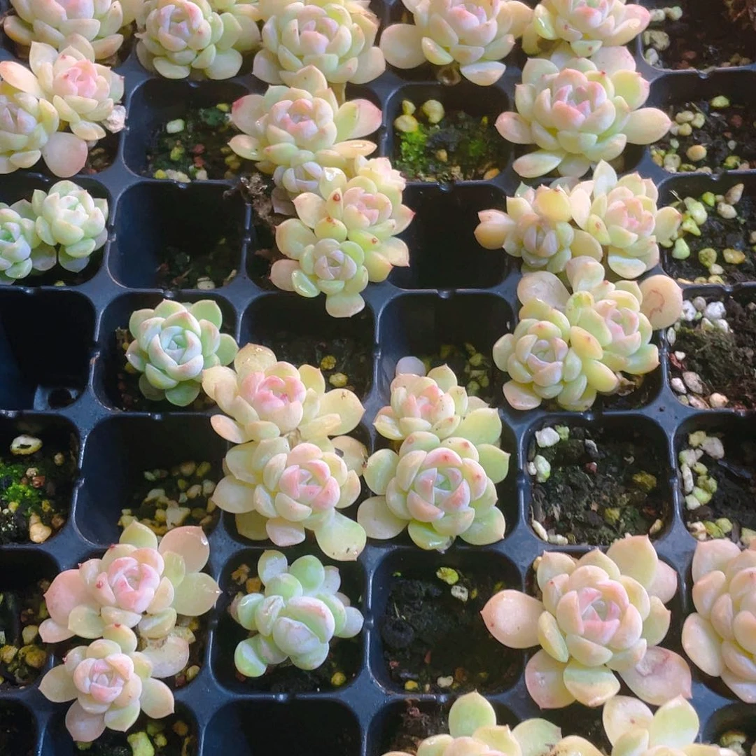 巫冰魄穴一个满25包邮