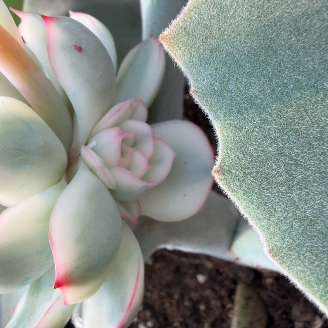 琉璃展锦侧牙，多肉锦