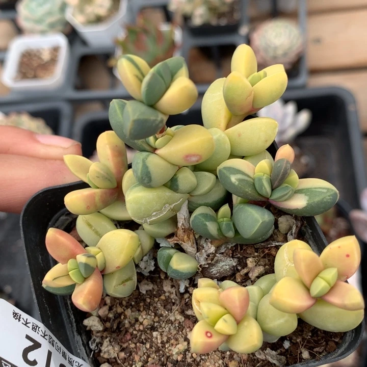 鹿角海棠锦多肉植物