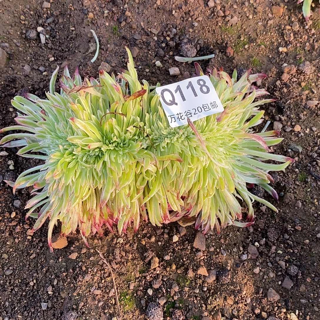 118金丝菊缀多肉植物