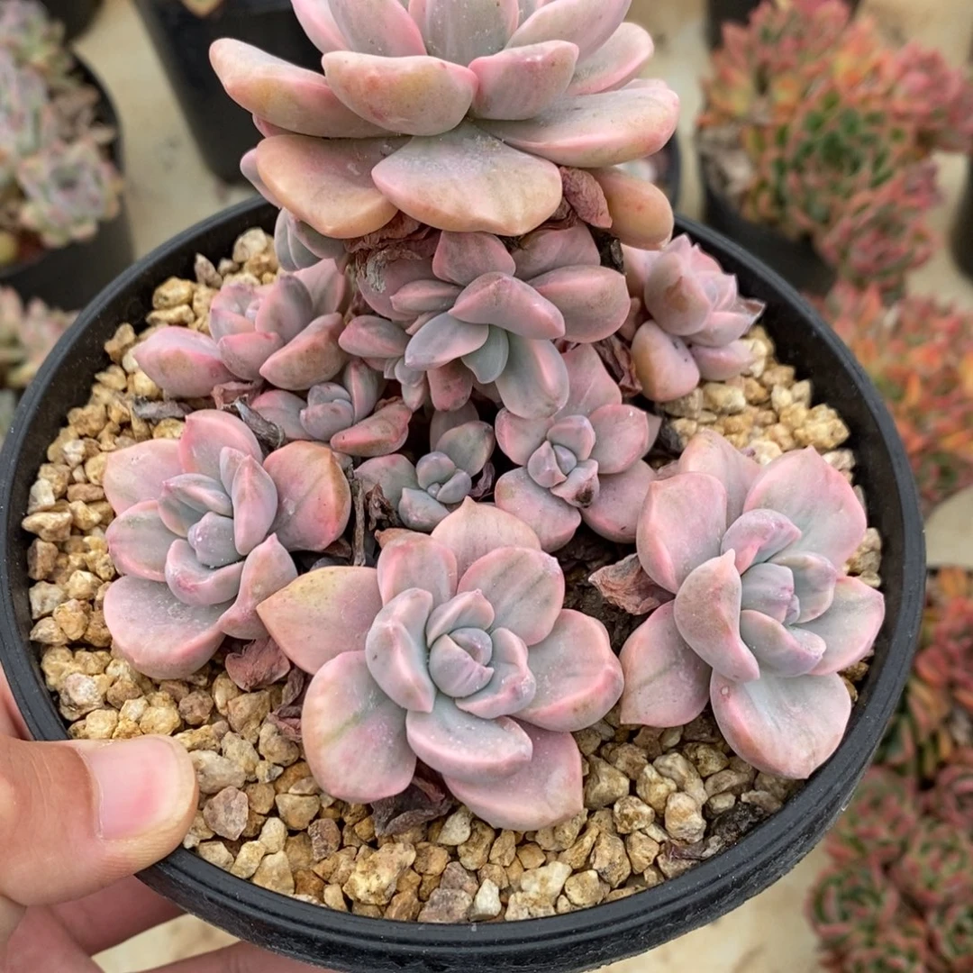 彩虹糖多肉植物A623