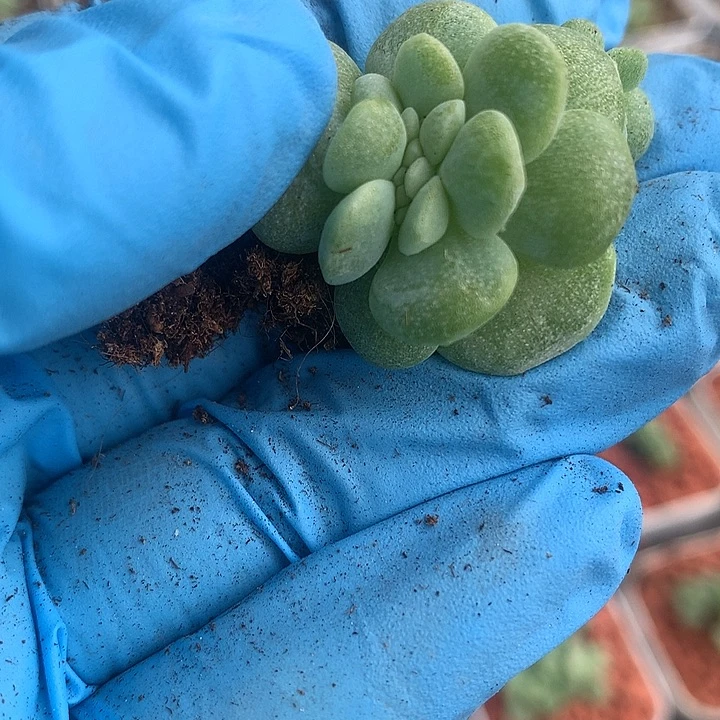 冰玉缀化一物一拍