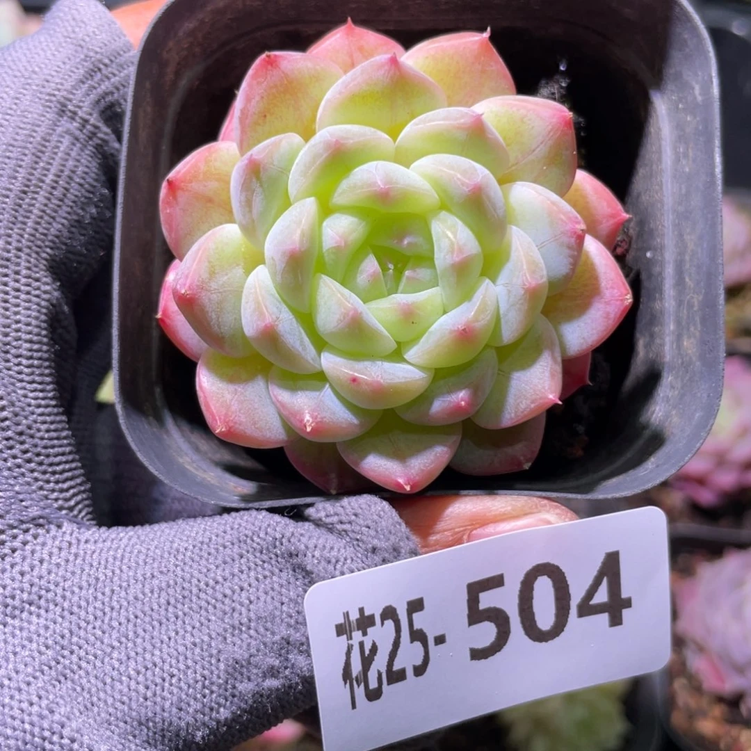 花利美25-504白桃汽水