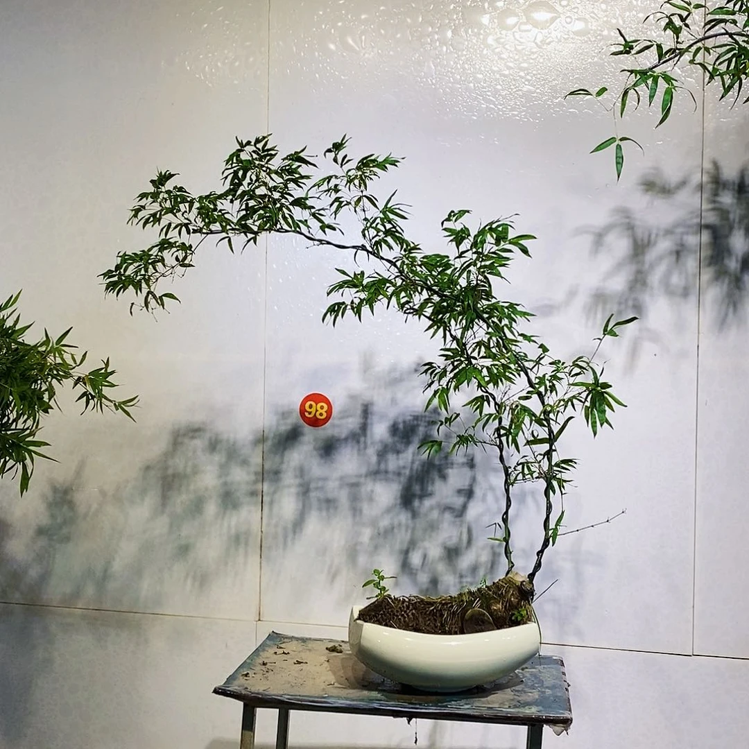 无花朵小叶簕竹一物一拍