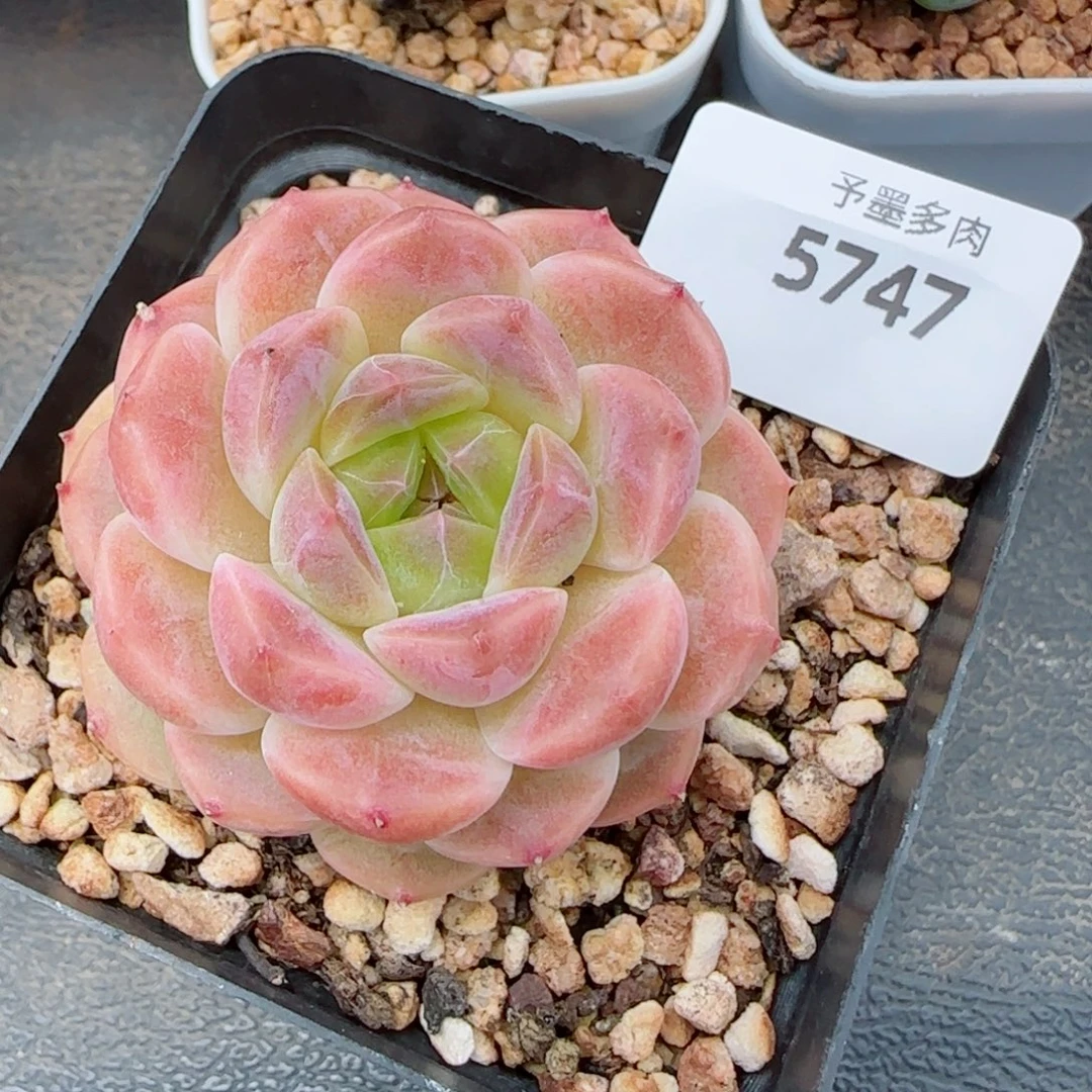 冰魄，5747多肉植物