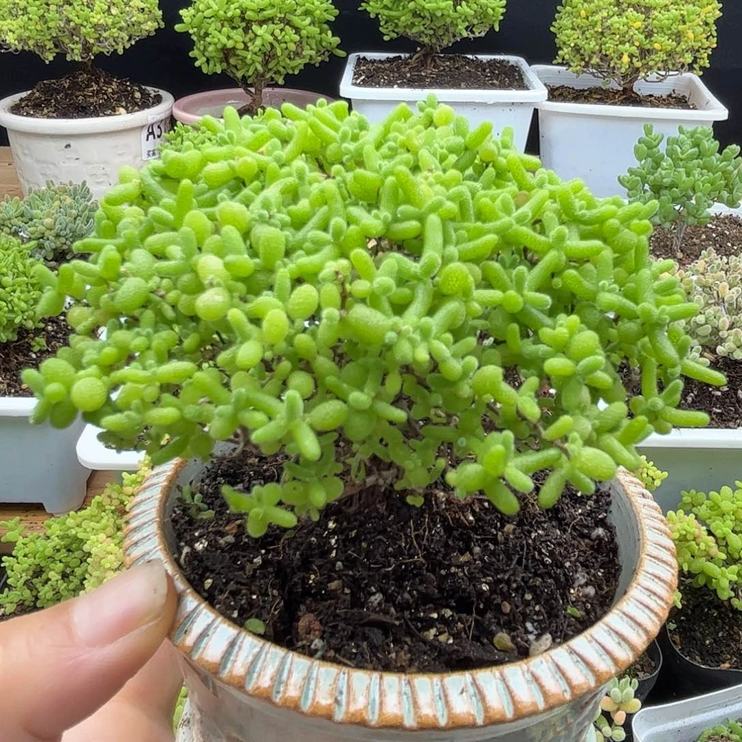 42蜜桔糖球优选枝干番杏