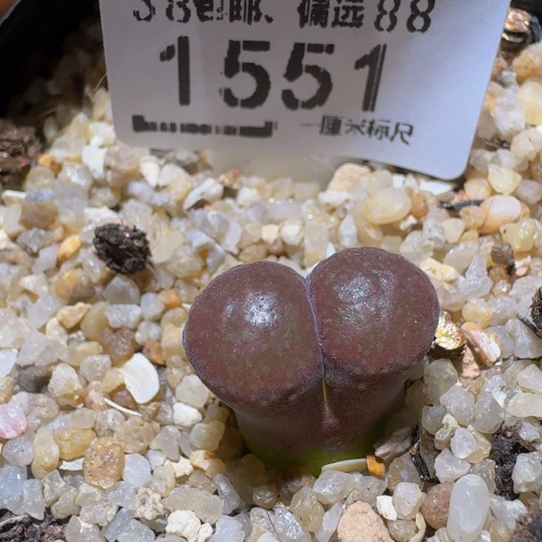 Ssss精品生石花1551