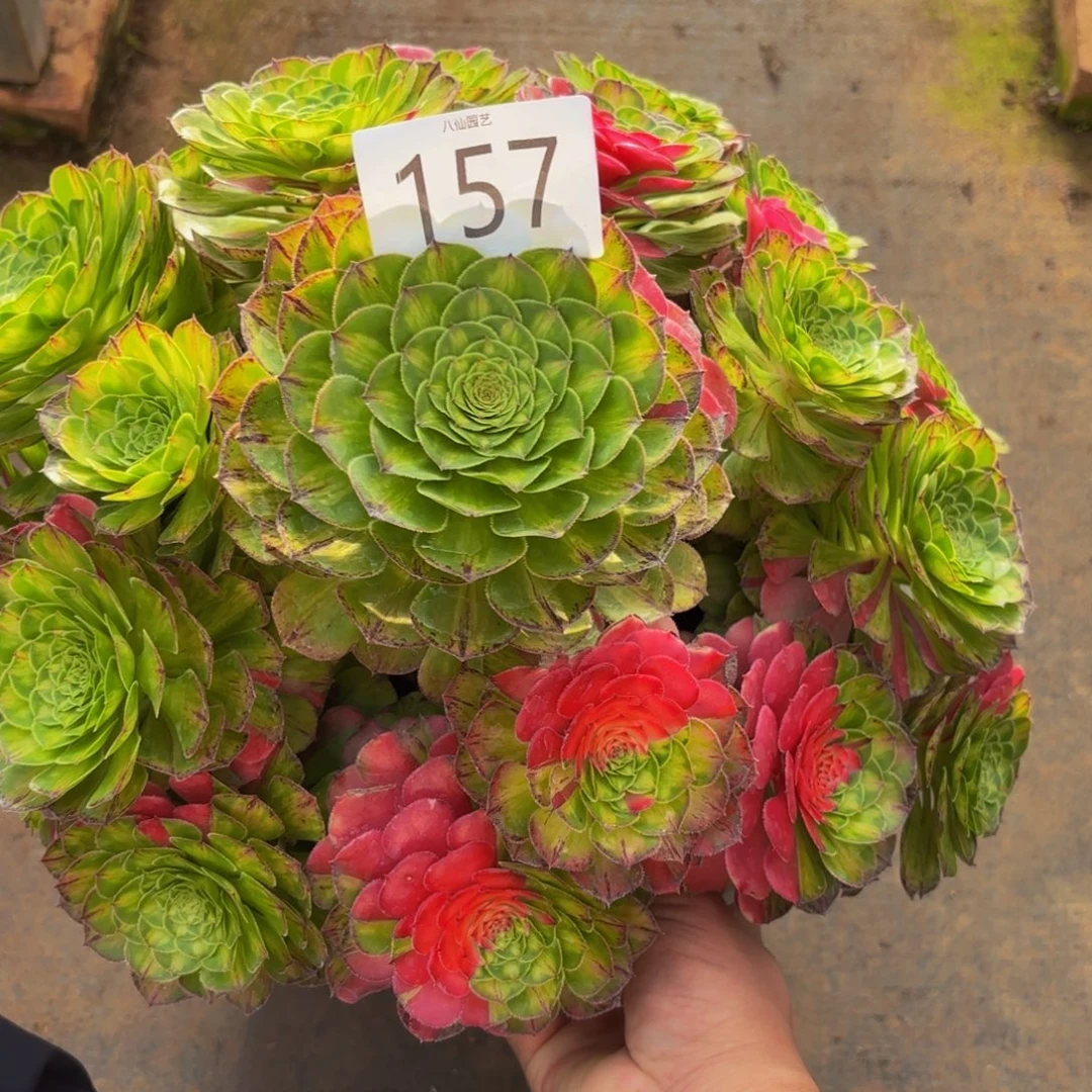 飘***絮157多肉植物知否特价
