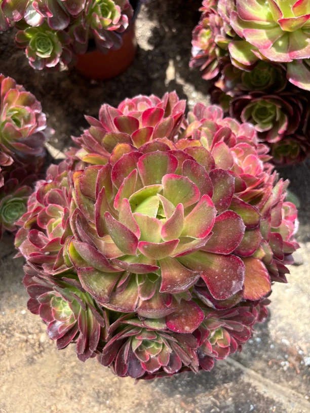 安娜法师多肉植物