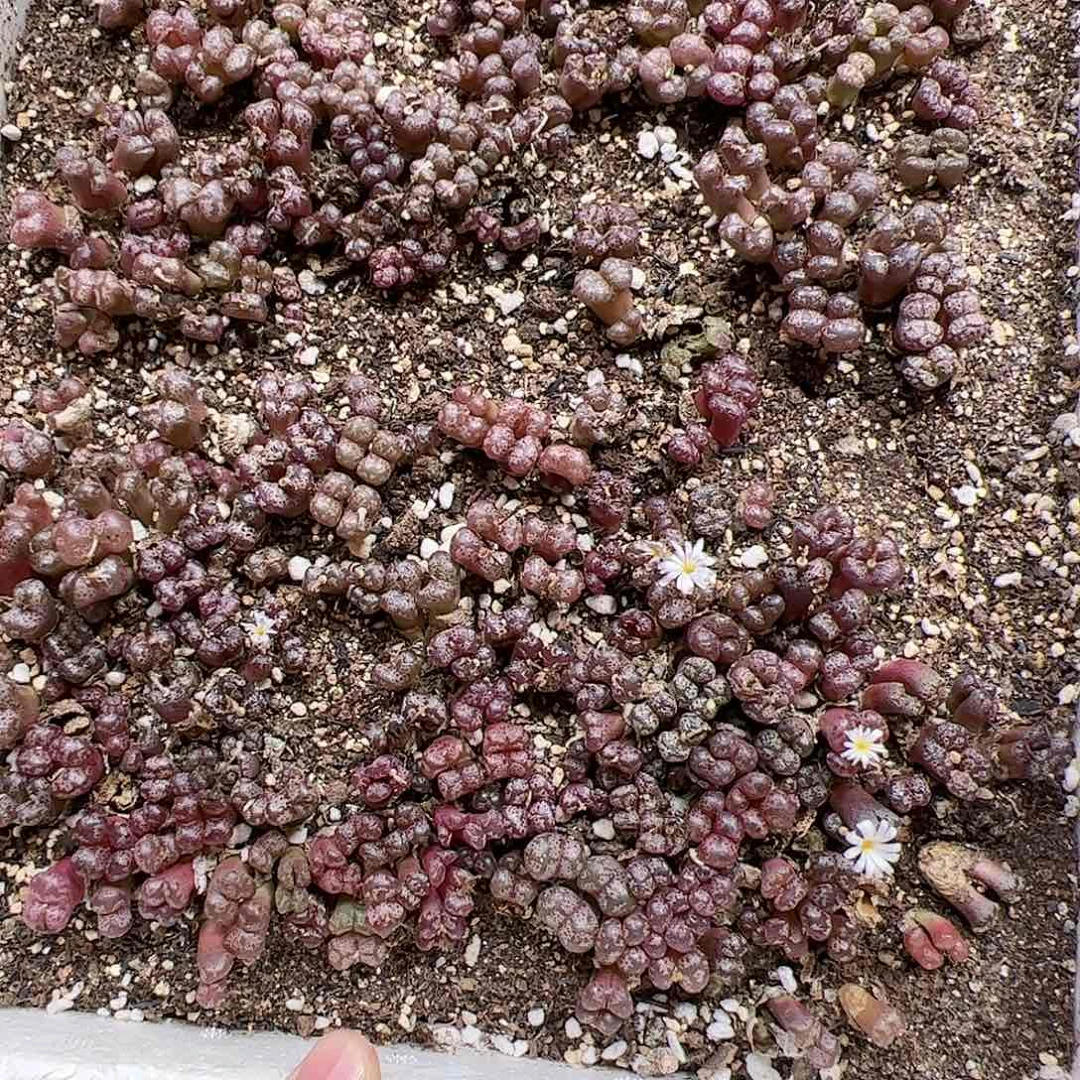 【闪购商品】2 勋章带箱